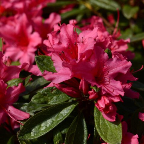 Azalea Encore "Sundance"