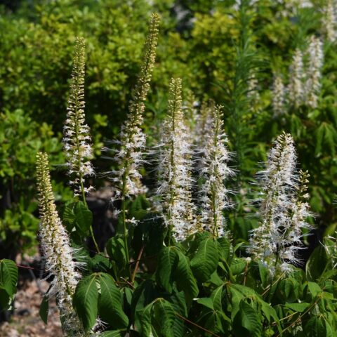 Aesculus parviflora