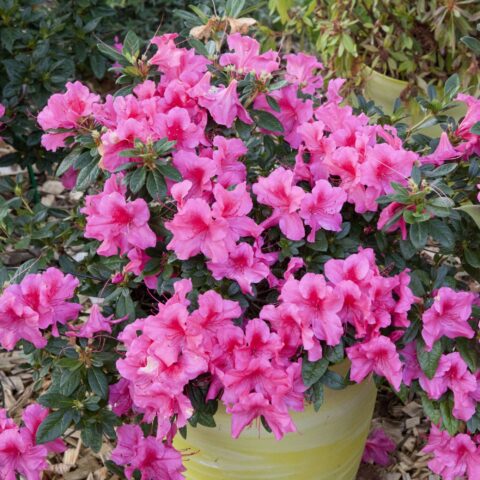 Azalea Encore "Sangria"