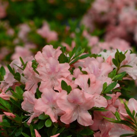 Azalea Encore "Debutante"