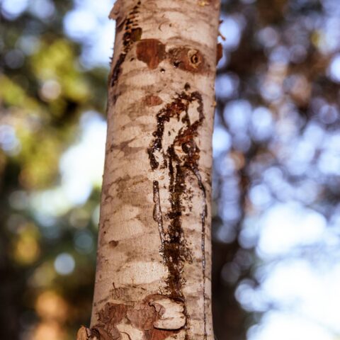 Betula utilis
