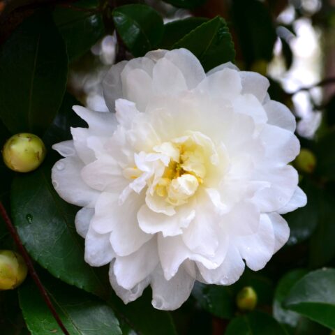 Camellia sasanqua "Immacolata"