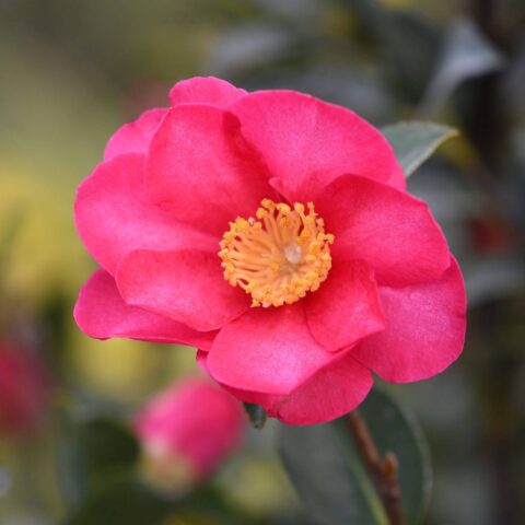 Camellia sasanqua "Kanjiro"