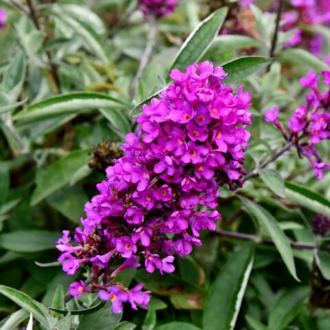 Buddleja davidii "Nanho Purple"
