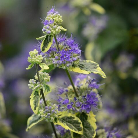 Caryopteris x clandonensis "White Surprise"