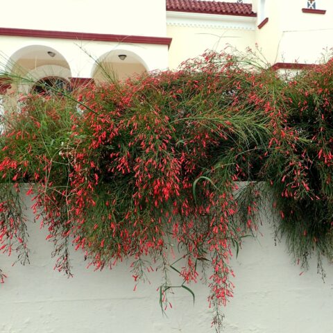 Russelia equisetiformis