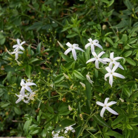 Jasminum azoricum