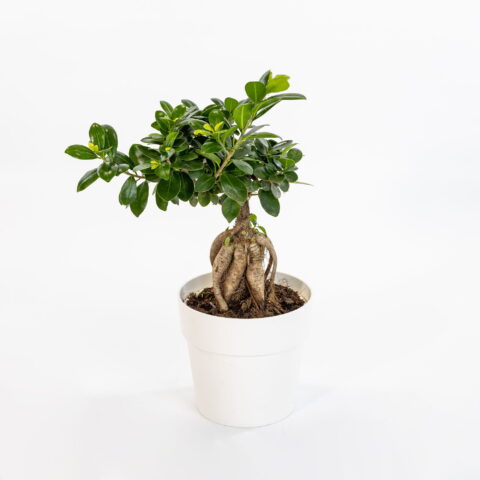 Ficus "Ginseng"