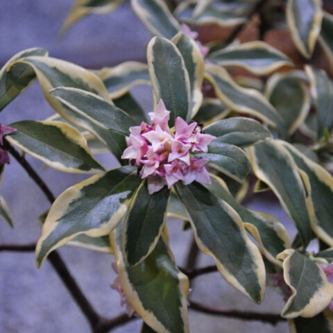 Daphne odora "Aureomarginata"