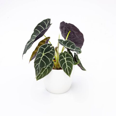 Alocasia "Watsoniana"