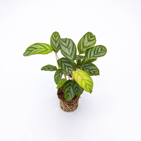 Ctenanthe oppenheimiana Baby Plant