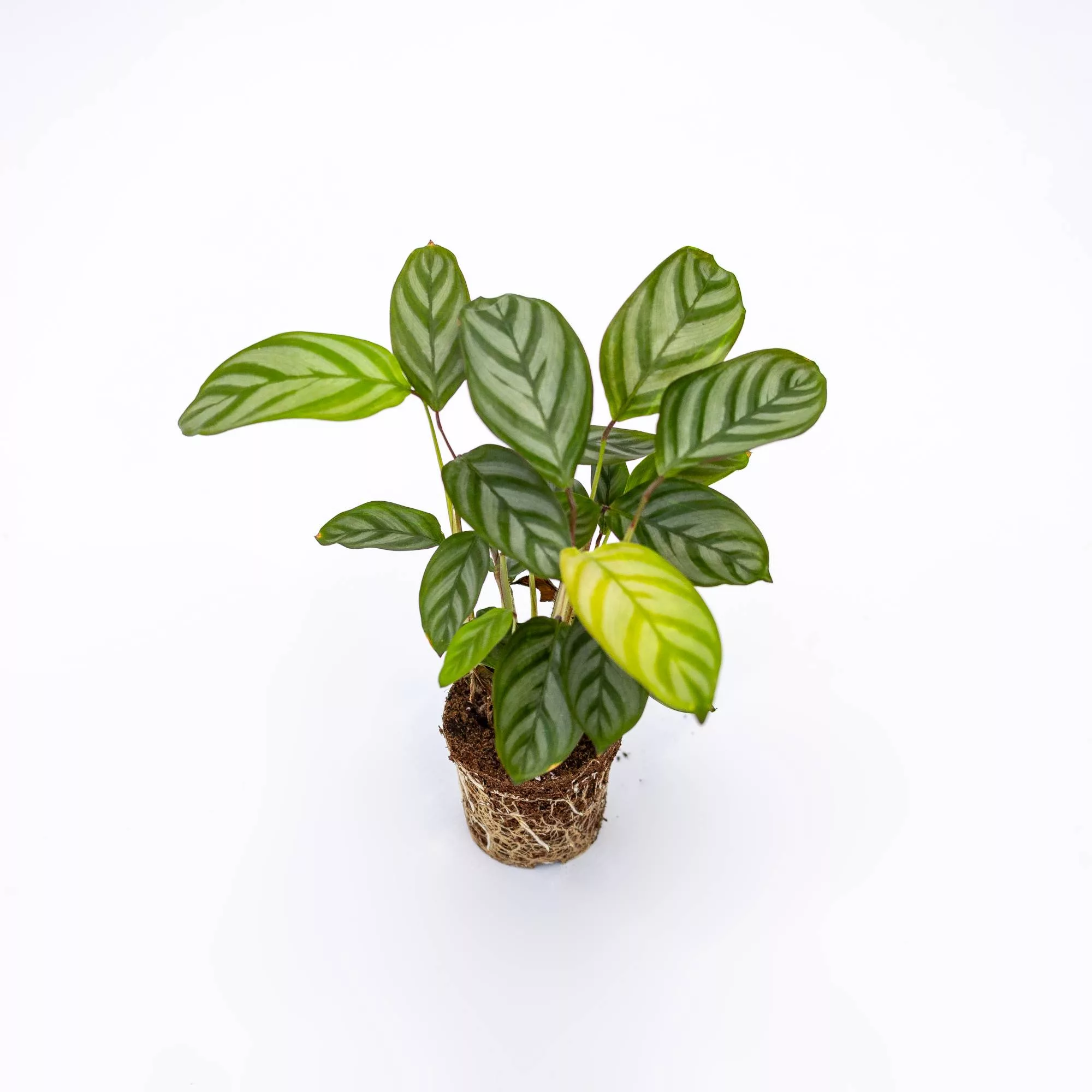 Ctenanthe oppenheimiana Baby Plant