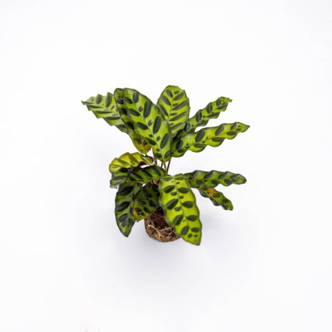 Calathea lancifolia Baby Plant