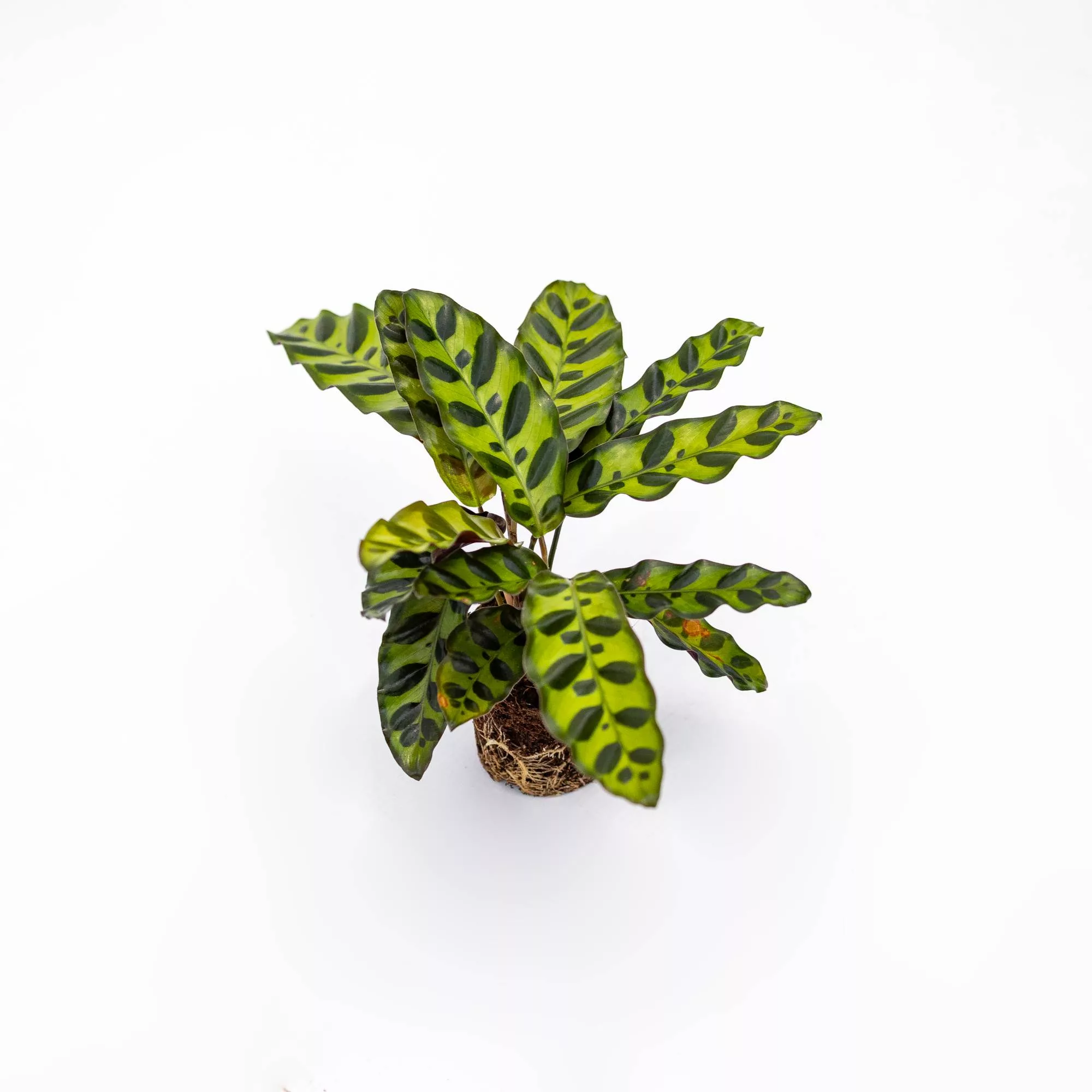 Calathea lancifolia Baby Plant