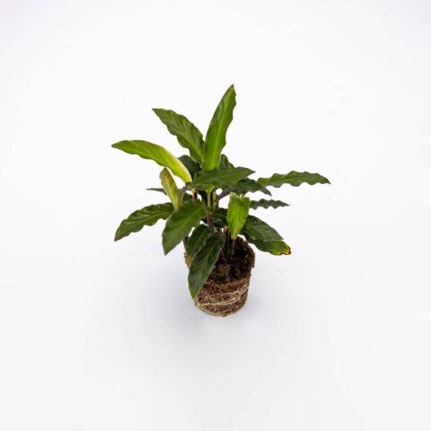 Calathea rufibarba Baby Plant