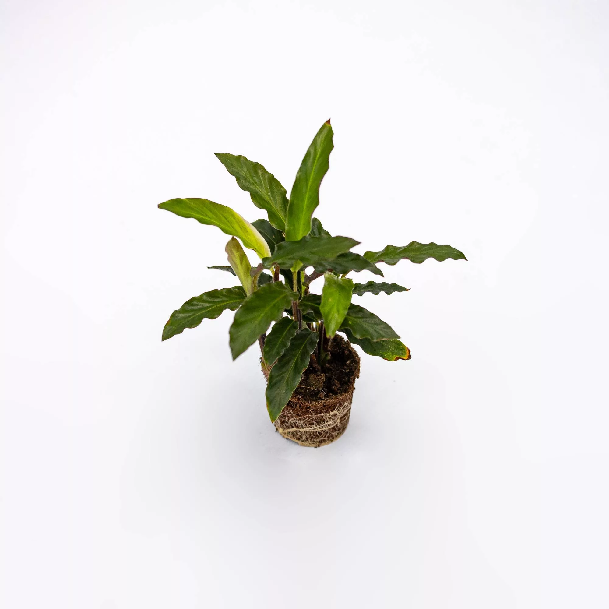 Calathea rufibarba Baby Plant