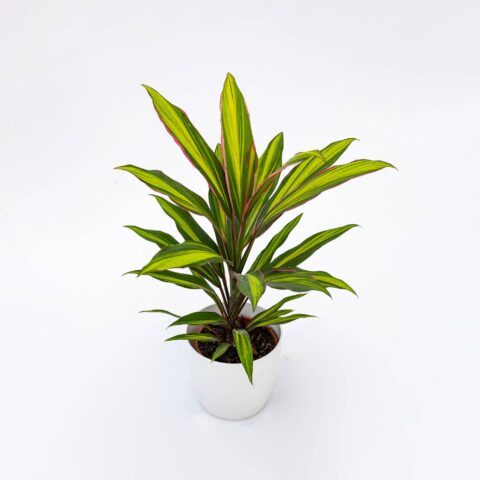 Cordyline fruticosa "Kiwi"