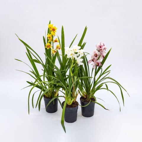 Cymbidium in variet