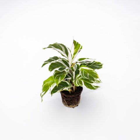 Calathea "Fusion White" Baby Plant