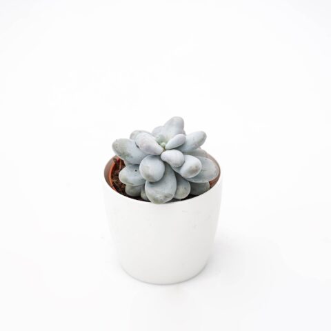 Pachyphytum oviferum