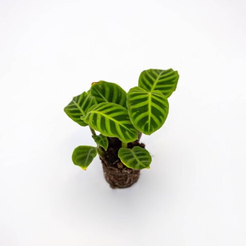 Calathea zebrina Baby Plant