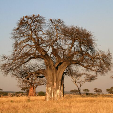 Adansonia digitata