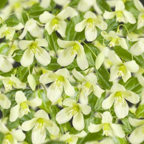 Clematis cirrhosa "Wisley Cream"