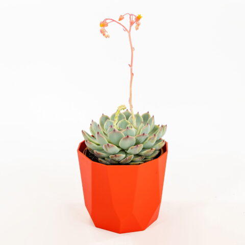 Echeveria chihuahuaensis