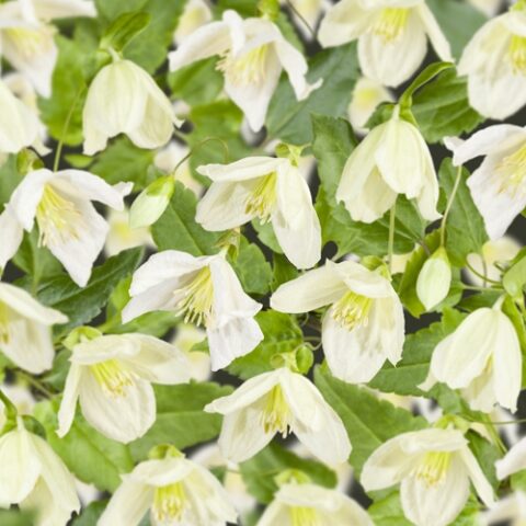 Clematis cirrhosa "Jingle Bells"