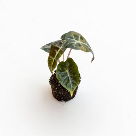 Alocasia x amazonica "Polly" Baby Plant