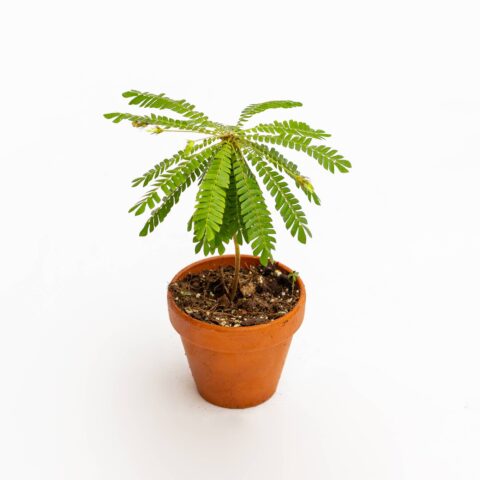 Biophytum sensitivum