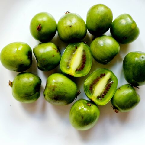 Actinidia arguta - femmina