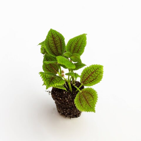 Pilea mollis "Moon Valley" Baby Plant