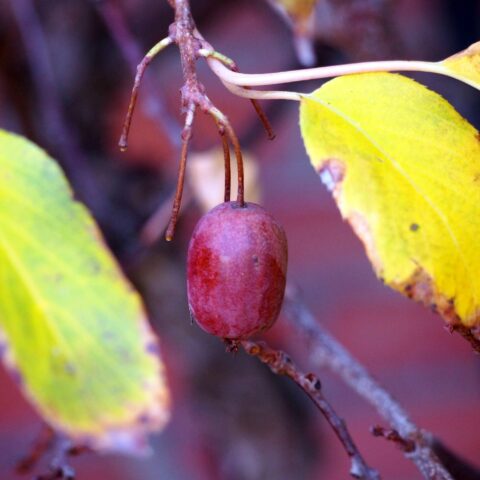 Actinidia arguta "Ken's Red" - femmina