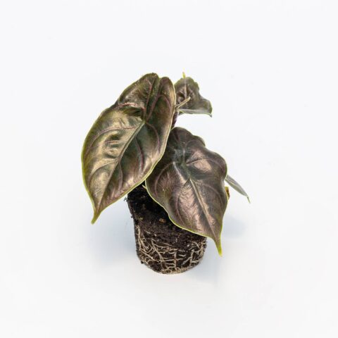 Alocasia azlanii Baby Plant