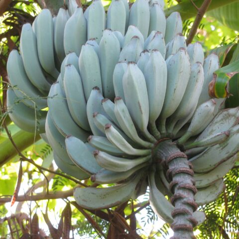 Musa acuminata "Blue Java"