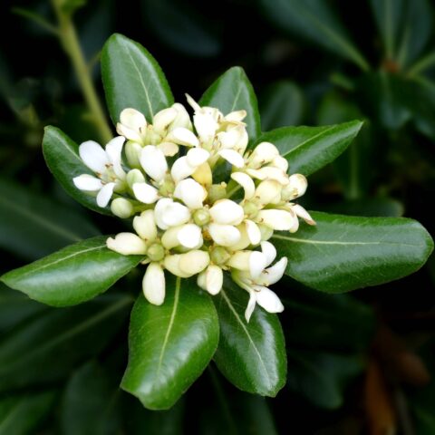 Pittosporum tobira