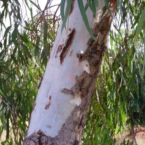 Eucalyptus camaldulensis