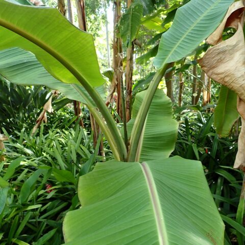 Musa balbisiana