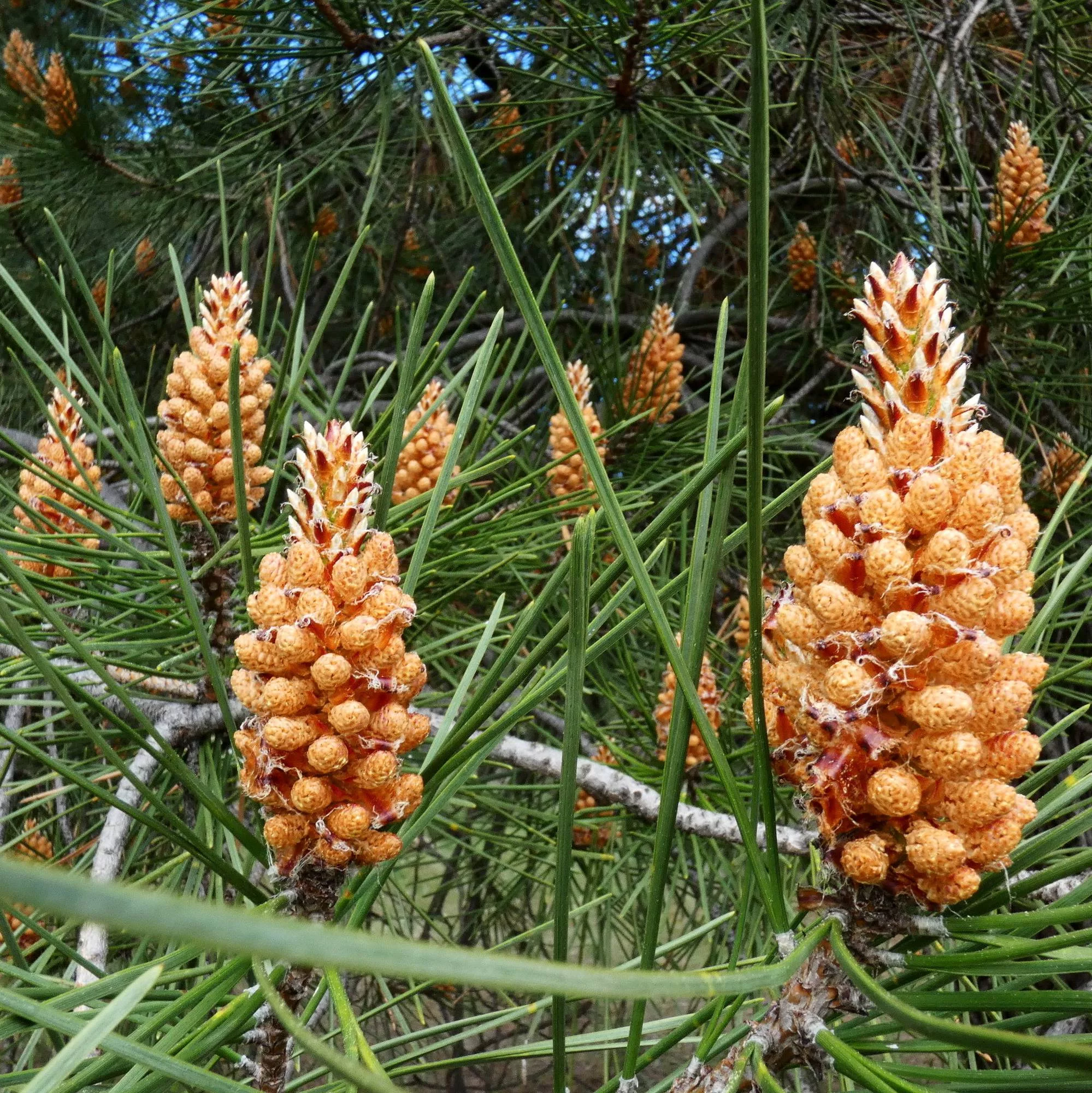Pinus pinaster