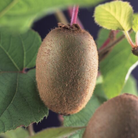 Actinidia deliciosa "Jenny" - autofertile