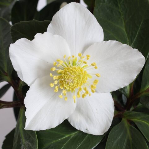 Helleborus niger "Christmas Carol"
