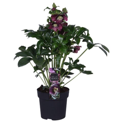 Helleborus orientalis"Hello Ruby"