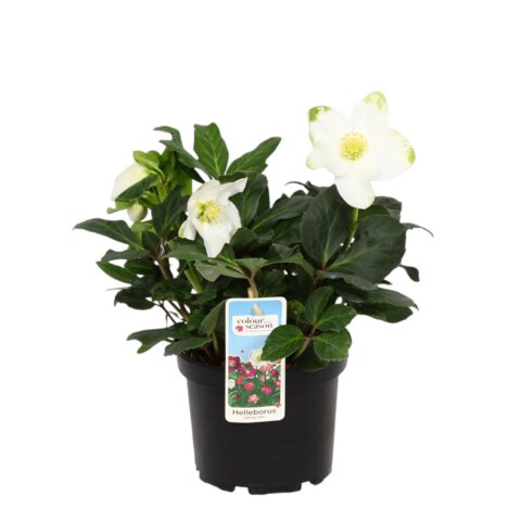 Helleborus niger "Advent Star"