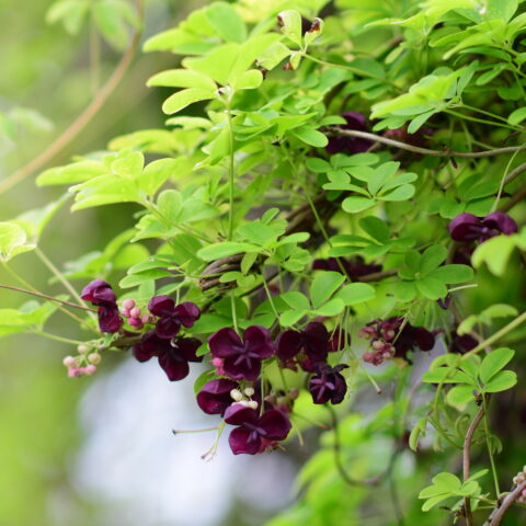 Akebia quinata
