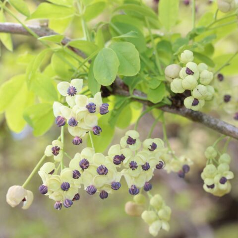 Akebia quinata "Cream Form"