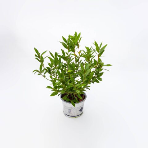 Laurus nobilis "Little Rag"