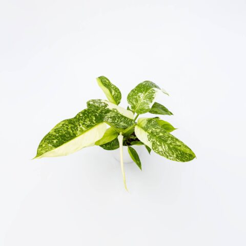 Philodendron "Jose Buono"