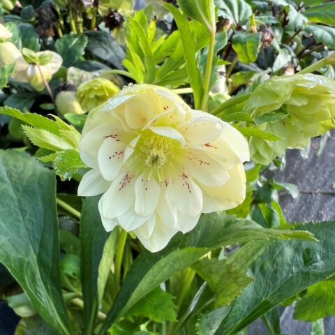 Helleborus orientalis"Hello White"