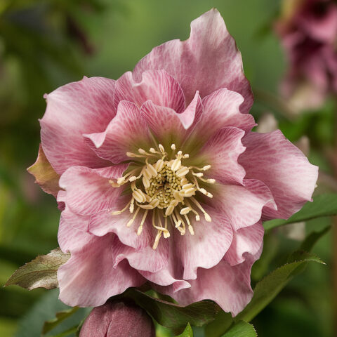 Helleborus orientalis"Double Ellen Pink"